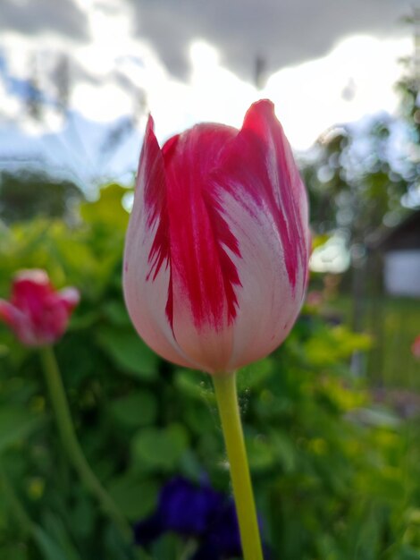 Een roze tulp met een rood-wit motief erop.