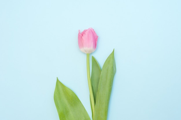 Een roze tulp op een blauw