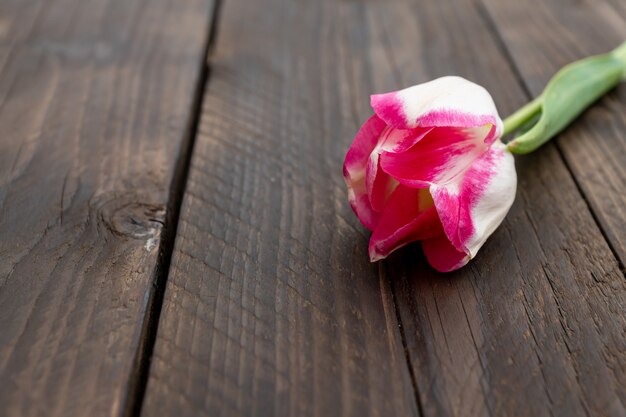 Een roze tulp op oude rustieke houten muur