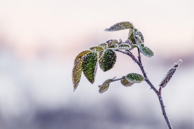 Een rozenstruik met groene bladeren bedekt met rijp