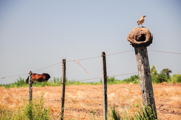 Een Rufous Hornero Furnarius rufus die over zijn nest op een draadomheining staat met een paard op de rug