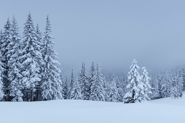 Een rustig winters tafereel. Sparren bedekt met sneeuw staan in een mist. Prachtig landschap aan de rand van het bos. Gelukkig nieuwjaar