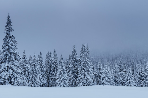 Een rustig winters tafereel. sparren bedekt met sneeuw staan in een mist. prachtig landschap aan de rand van het bos. gelukkig nieuwjaar