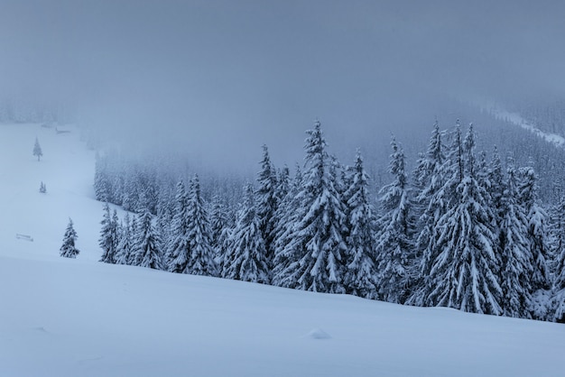 Een rustig winters tafereel. Sparren bedekt met sneeuw staan in een mist. Prachtig landschap aan de rand van het bos. Gelukkig nieuwjaar