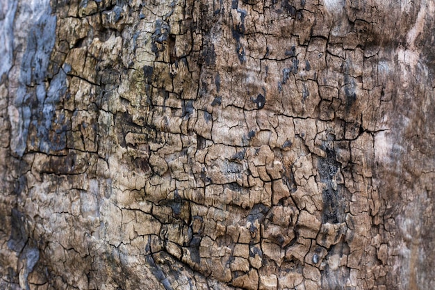 Een ruwe textuur van de huid van een boom van dichtbij