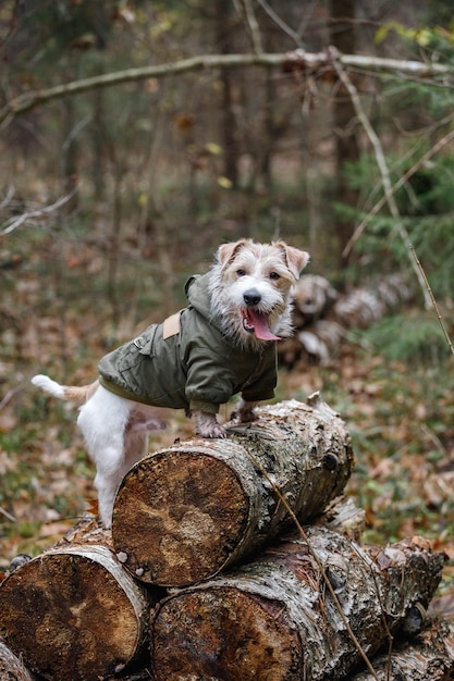 Een ruwharige Jack Russell Terrier met een baard in een kaki jasje staat op boomstammen in het bos Militaire hond concept onscherpe achtergrond voor de inscriptie