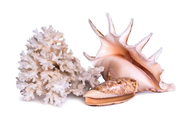 Een samenstelling van grote zeeschelp zeester en koraal is geïsoleerd op een witte achtergrond