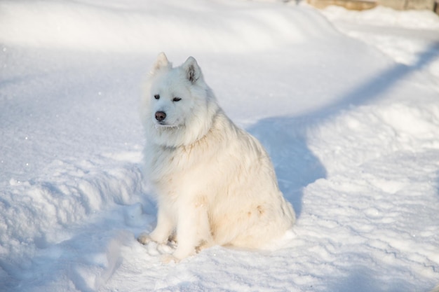 Een Samojeed-hond zit op witte sneeuw op een winterdag Copy Space