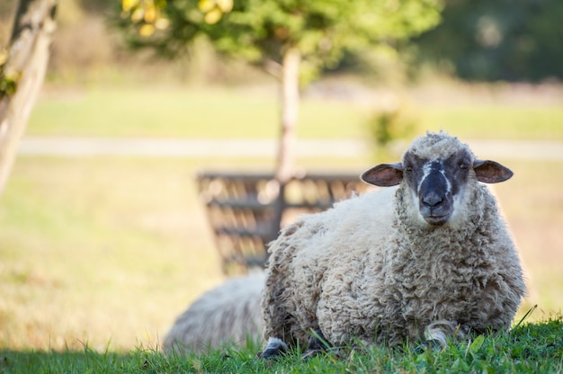 Een schaapskudde in de zomer in een weiland op het platteland