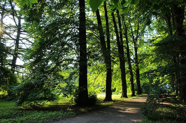 Een schaduwrijk parksteegje in de zomeravond