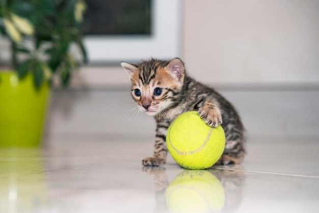 Een schattig katje zit met een tennisbal thuis te spelen ansichtkaart bengaalse kat luipaard en gestroomd