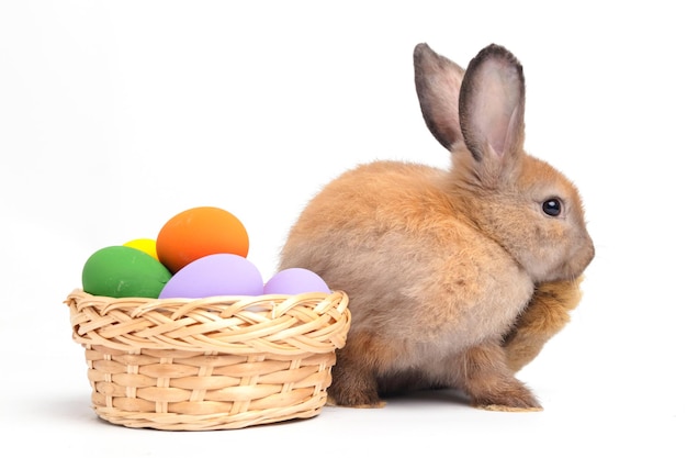 Een schattig klein bruin konijn is op een witte achtergrond Concept van kleine zoogdieren Pasen