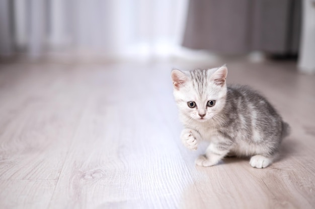Een schattig klein grijswit gestreept kitten wast zijn pootje in de woonkamer op de vloer Huisdier Dierenverzorging Lifestyle