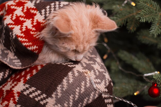 Een schattig klein katje gaat zitten in de buurt van een kerstboom.