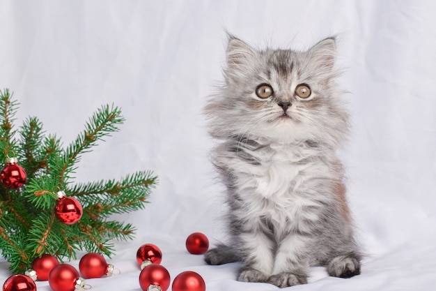 Een schattig klein katje zit naast een tak van een kerstboom met speelgoed van rode glazen bollen.