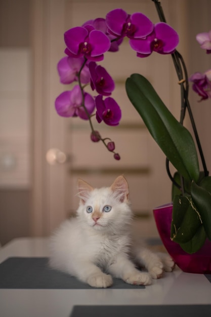 Een schattig mooi huiskatje met orchideebloem De kat ruikt de plant Leuke foto van een huisdier i