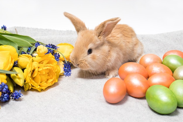 Een schattig paaskonijn met beschilderde eieren en lentebloemen op een grijze achtergrond.