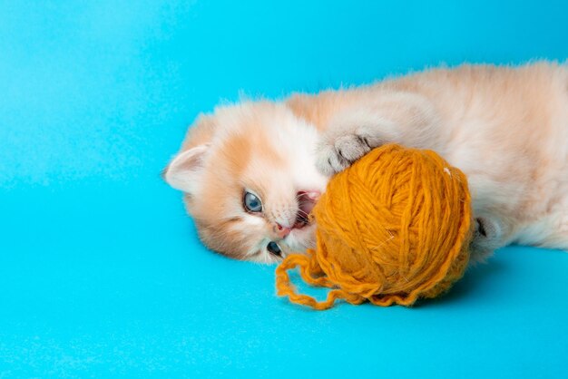 Een schattig pluizig rood katje op een blauwe achtergrond speelt met een kluwen draad