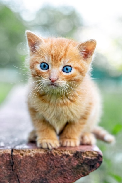 Een schattig roodharig katje met een interessante uitstraling zit in de tuin op een bankje