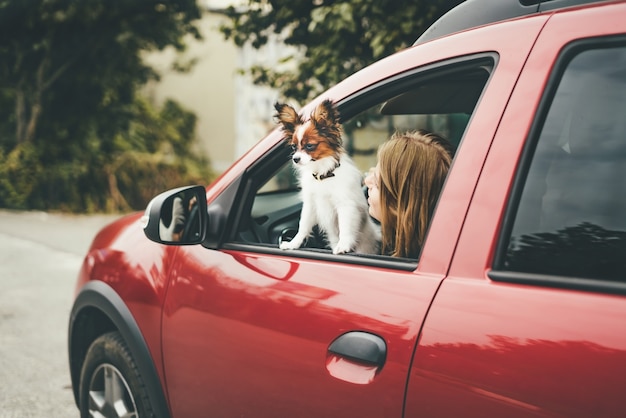 Een schattig wit en rood papillonpuppy staat in de auto en kijkt uit het raam