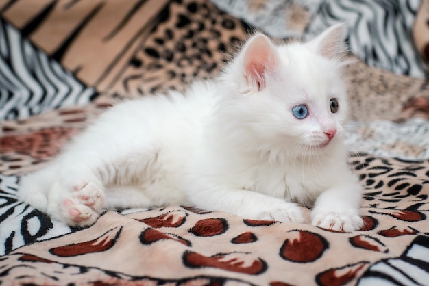 Een schattig wit pluizig katje met veelkleurige ogen en een uitstekende tong ligt op een gevlekte deken