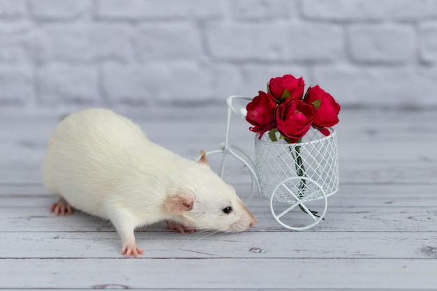 Een schattig wit ratje zit naast een boeket rode bloemen. Bloemen zijn gerangschikt in een witte speelgoedmand voor fietsen.