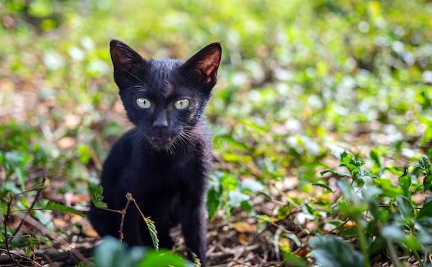 Een schattig zwart inheems Thais katje loopt buiten op gras in het park in de ochtend van het zonlicht