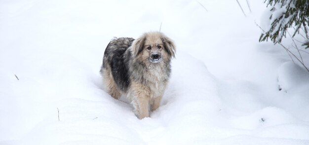 Een schattige bastaardhond met sneeuwvlokken op zijn gezicht staat tegen een achtergrond van witte sneeuw