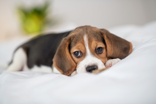 Een schattige beagle-puppy die op bed ligt en er lief uitziet