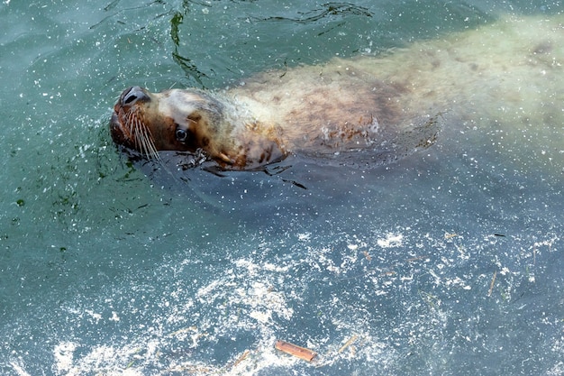 een schattige besnorde zeeleeuw zwemt in het vuile water van de petropavlovsk kamchatsky