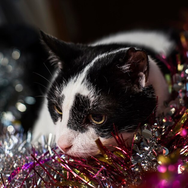 Een schattige broeierige zwart-witte kat ligt op een veelkleurig klatergoud