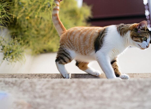 Een schattige bruine en witte kat outdoo