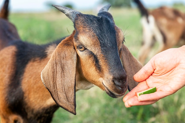 Een schattige bruine jonge geit met slappe oren eet uit haar hand Liefde en tederheid voor dieren Close-up