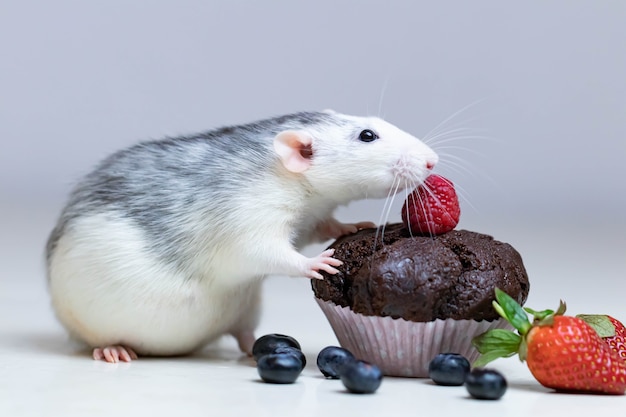 Een schattige en grappige decoratieve witgrijze rat snuift en wil een heerlijke gebakken cupcake of muffin eten.