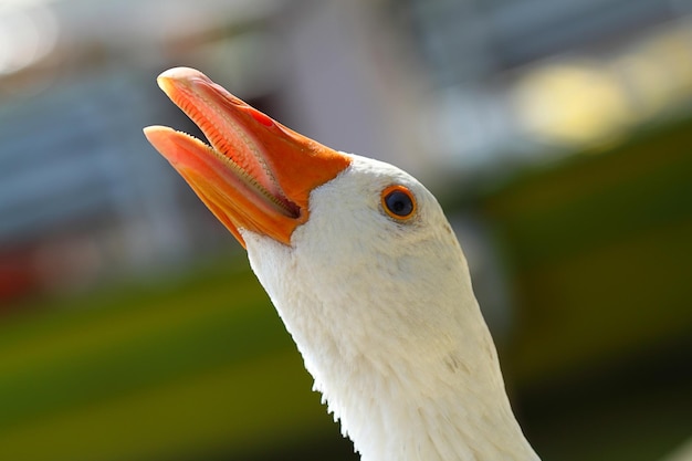 een schattige en grappige gans bij de rivier