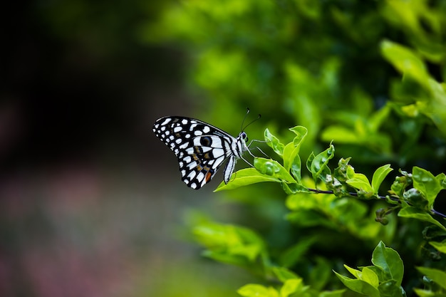 Een schattige en schattige Papilio demoleus-vlinder die op de verse groene plantenbladeren rust