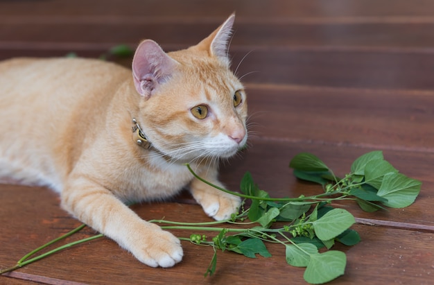 Een schattige gele Thaise kat blij met Catnip-boom