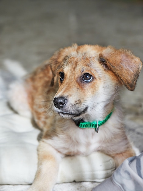 Een schattige gemberwitte puppy ligt op zijn bed in de zon.