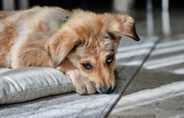 Een schattige gemberwitte puppy ligt op zijn bed in de zon.