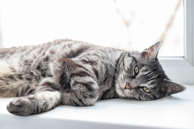 Een schattige grijze gestreepte kat die aan de zijkant ligt en naar de camera kijkt Witte achtergrond Natuurlijk raamlicht