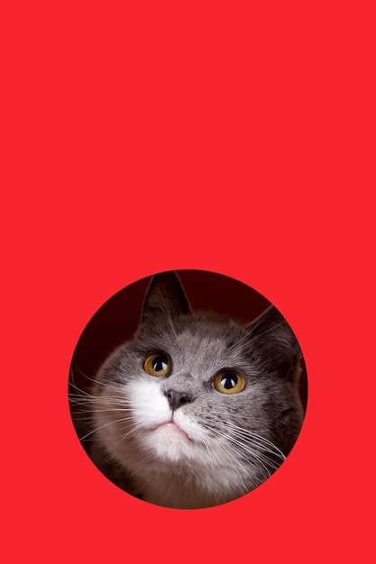 Een schattige grijze kat die uit een gat gluurt op een rode achtergrond Concept sjabloon kopie ruimte