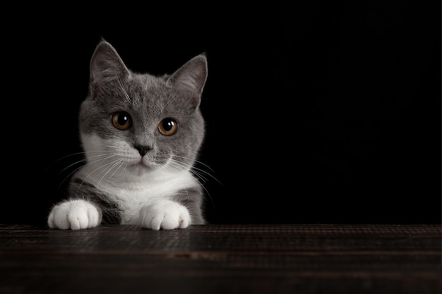 Een schattige grijze kat op een donkere muur. Speels pluizig huisdier.