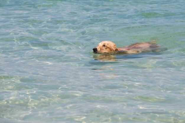 Een schattige hond die in het zeewater zwemt.