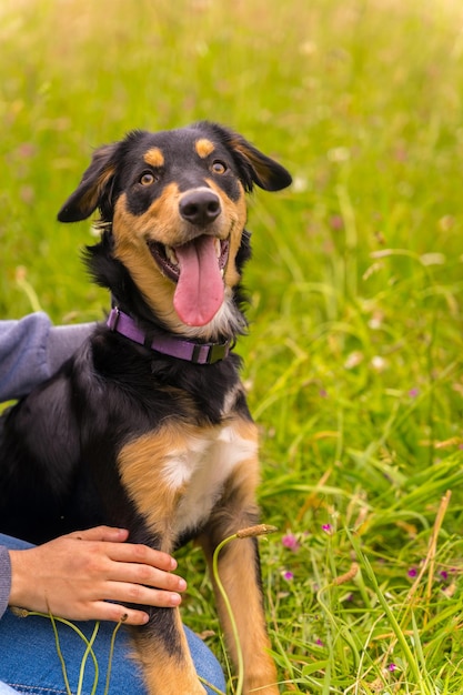 Een schattige hond zittend op een zonnige lentedag in een bloemenweide met zijn mond open en zijn tong uitsteekt Border Collie Pitbull en Boxer Mix Puppy Dog