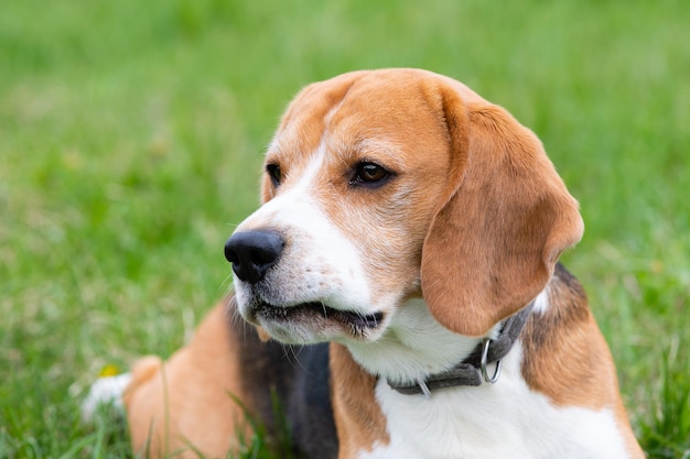 Een schattige hondenbeagle ligt op het groene gras in een zomerweide