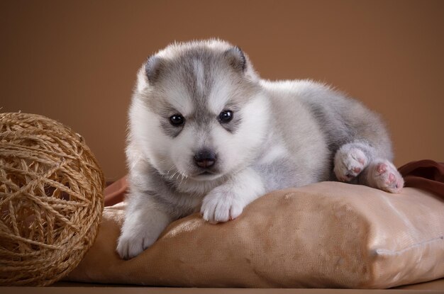 Een schattige Husky-puppy ligt op een kussen.