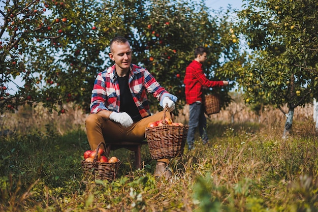 Een schattige jonge boer plukt appels in de tuin en stopt ze in een mand en oogst rode appels van de herfst oogst