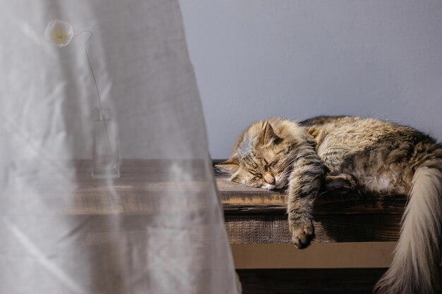 Een schattige kat die op een houten bankje slaapt met een bloem in een vaas en een linnen gordijn in een zonnige kamer Portret van een schattige, zoete tabby kat die ontspant Rust en vrede concept Maine coon huisdier thuis