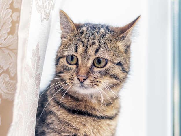 Een schattige kat in de kamer kijkt uit achter het gordijn