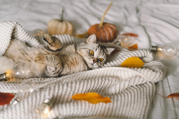 Een schattige kat op een zachte trui op een bed met decoratieve slinger Herfst- of winterconcepten Hygge-concept